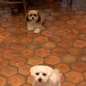 Meet your Posher, Sasha